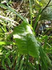 Rumex × heterophyllus