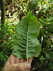 Rumex × heterophyllus