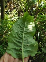 Rumex × heterophyllus