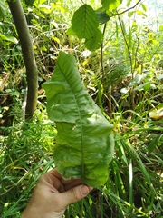 Rumex × heterophyllus