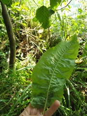 Rumex × heterophyllus