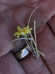 Malacothrix glabrata