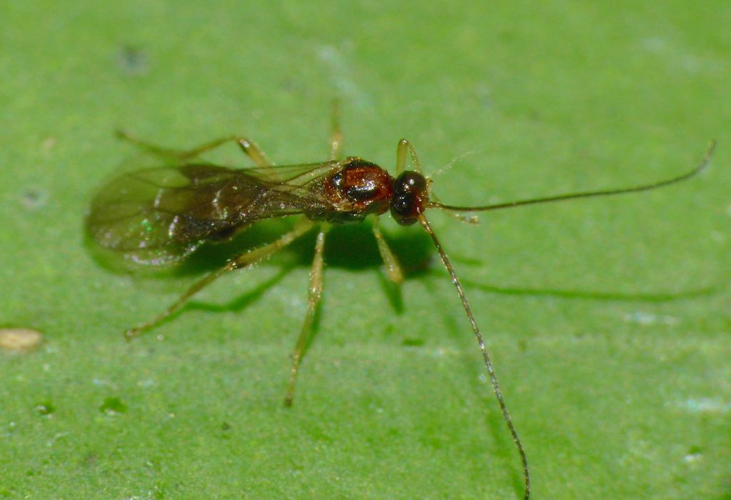 Xynobius