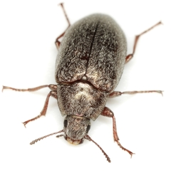 Pechalius subvittatus