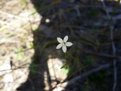 Wahlenbergia preissii