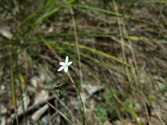 Wahlenbergia preissii
