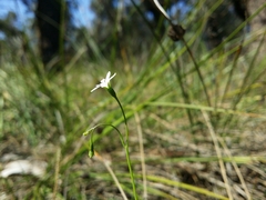 Wahlenbergia preissii