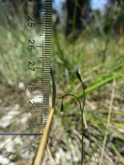 Wahlenbergia preissii