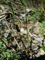 Wahlenbergia preissii
