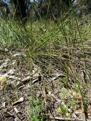 Wahlenbergia preissii