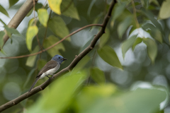 Hypothymis azurea oberholseri