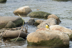 Motacilla cinerea cinerea