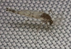 Chaoborus astictopus