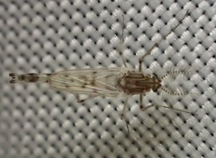 Chaoborus astictopus