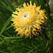 Isopogon anethifolius - Photo (c) Philip Bouchard，保留部份權利CC BY-NC-ND