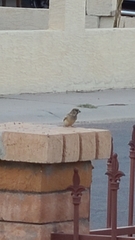 Passer domesticus