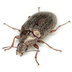 Pechalius subvittatus