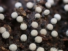 Didymium melanospermum