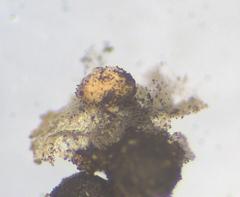 Didymium melanospermum