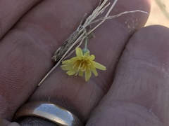 Malacothrix glabrata