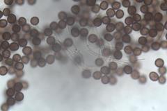 Didymium melanospermum