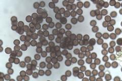 Didymium melanospermum