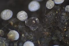 Didymium melanospermum