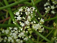 Platysace compressa