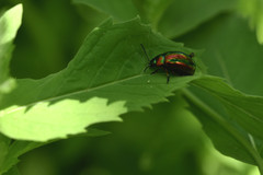 Chrysolina coerulans angelica