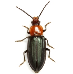 Aulacoscelis candezei