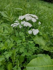 Achillea millefolium