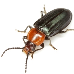 Aulacoscelis candezei