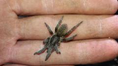 Brachionopus pretoriae