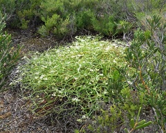 Platysace compressa