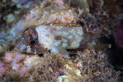 Sebastapistes coniorta