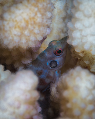 Amblycirrhitus bimacula