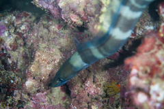 Conger marginatus