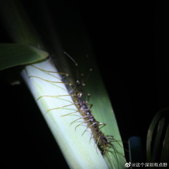 Thereuonema tuberculata