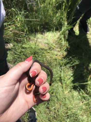 iNaturalist observation photo of Ring-necked Snake