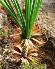 Gethyllis verticillata