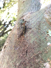 Macrosemia kareisana