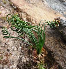 Gethyllis verticillata