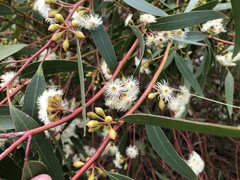 Eucalyptus porosa