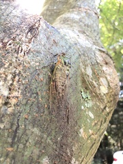 Macrosemia kareisana