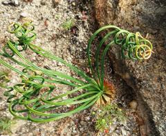 Gethyllis verticillata