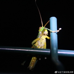 Hieroglyphus tonkinensis