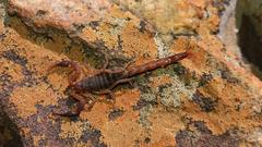 Pseudolychas ochraceus