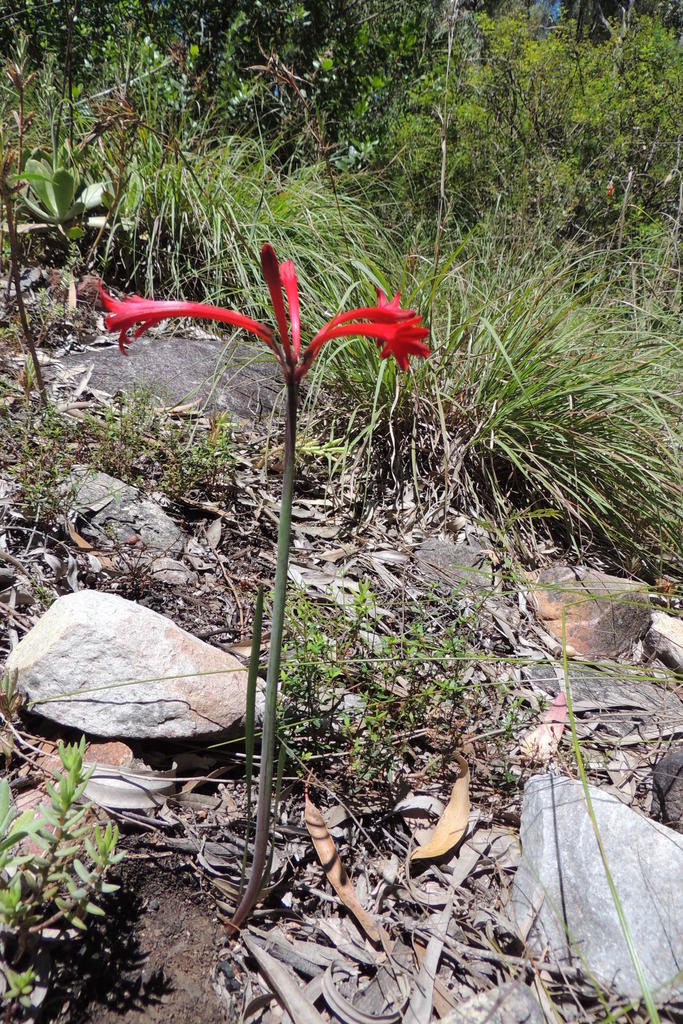 Cyrtanthus odorus, Overberg, ZA-WC, ZA