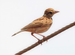 Mirafra erythroptera