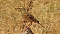 Anthus campestris